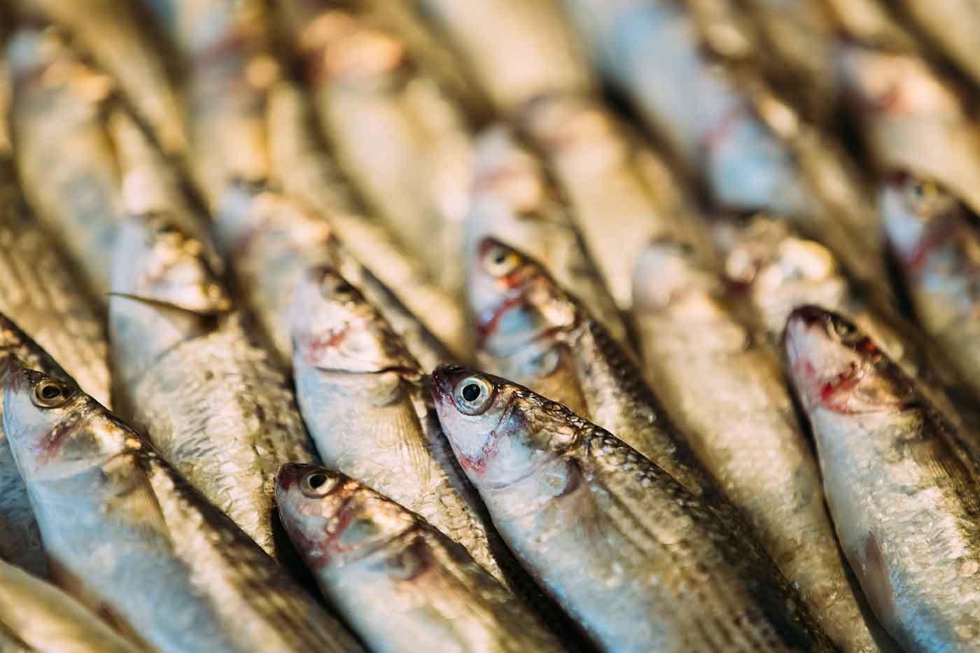 Pescaderías modernas y elegantes con esta selección de productos